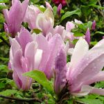 Magnolia George Henry Kern