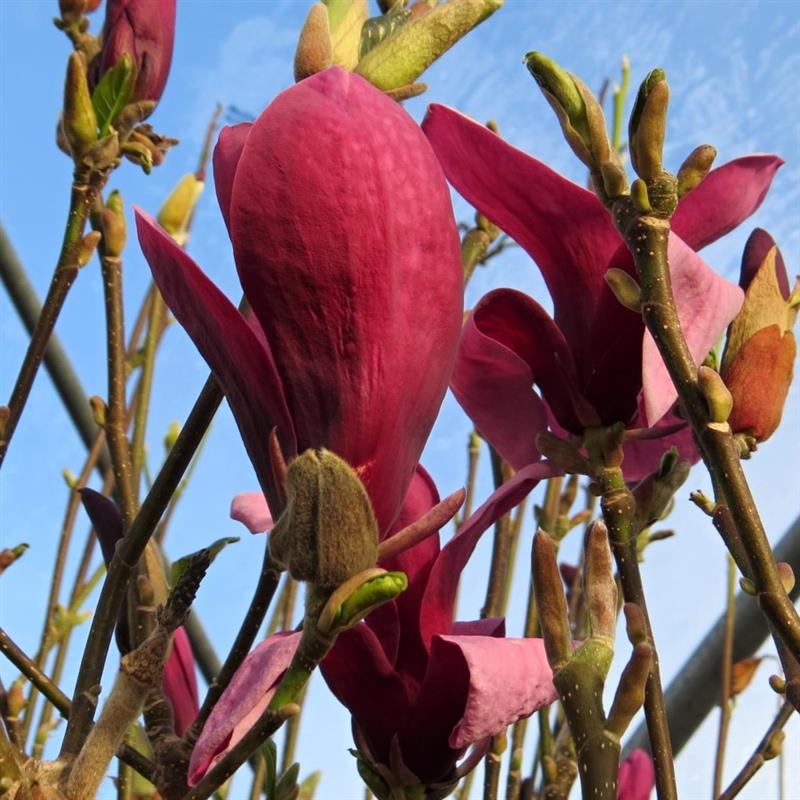 Magnolia Oriental Night