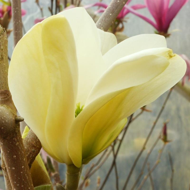 Magnolia Yellow River (syn.Fei Huang)