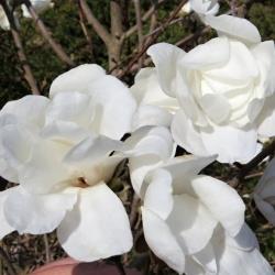 Magnolia x loebnerii Merrill