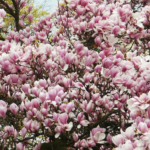 Magnolia x soulangeana