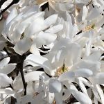 Magnolia stellata