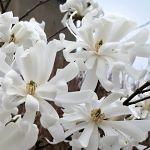 Magnolia stellata Royal Star