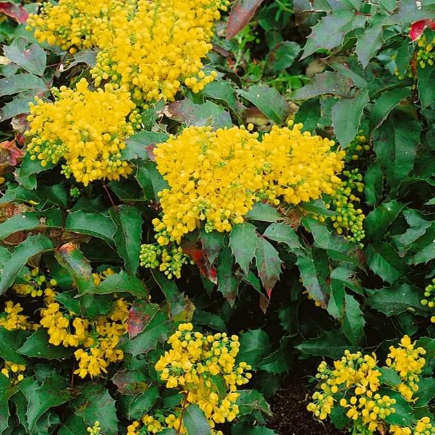 Mahonia aquifolium Apollo