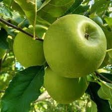 Malus Granny Smith