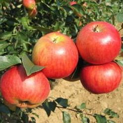 Malus Matčino ( syn.Nonnetit)