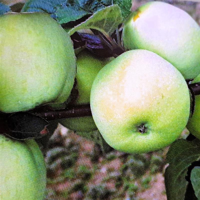 Malus Průsvitné letní