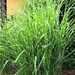 Miscanthus sinensis Strictus
