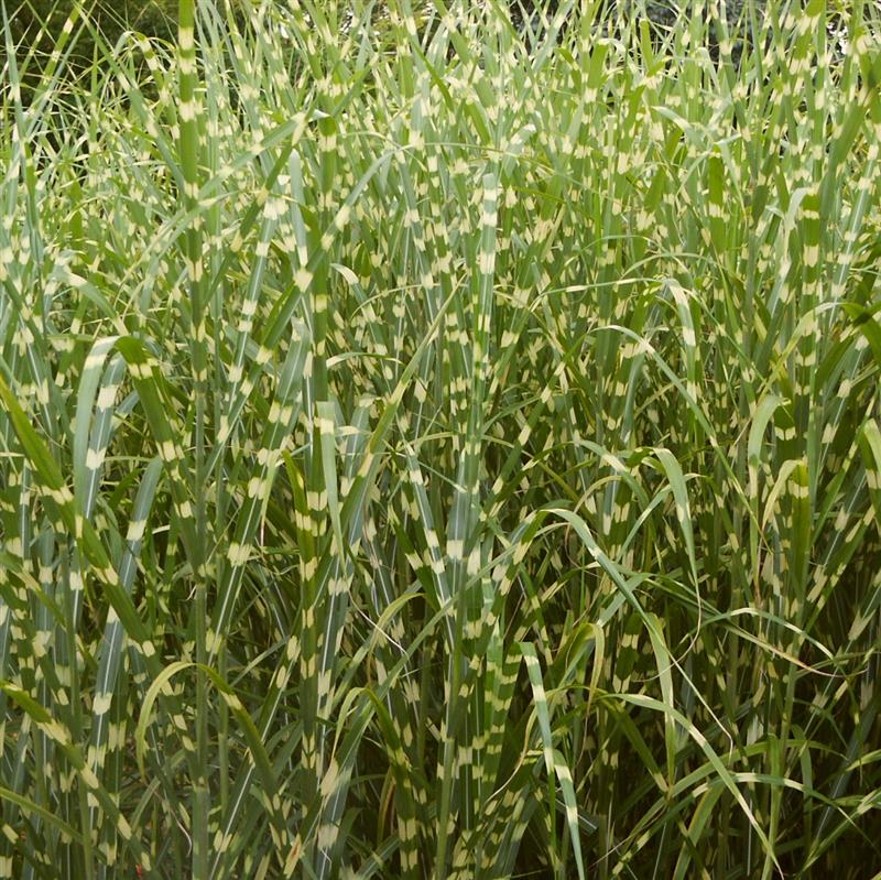 Miscanthus sinensis Zebrinus