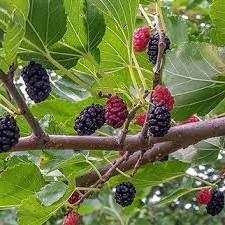 Morus Gerardi's Dwarf