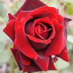 Rosa hybr. (CH)  Norita