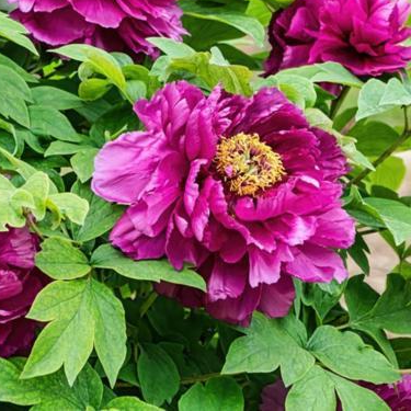Paeonia sufruticosa Luo Yang Hong