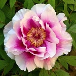 Paeonia sufruticosa Shimano Fuji