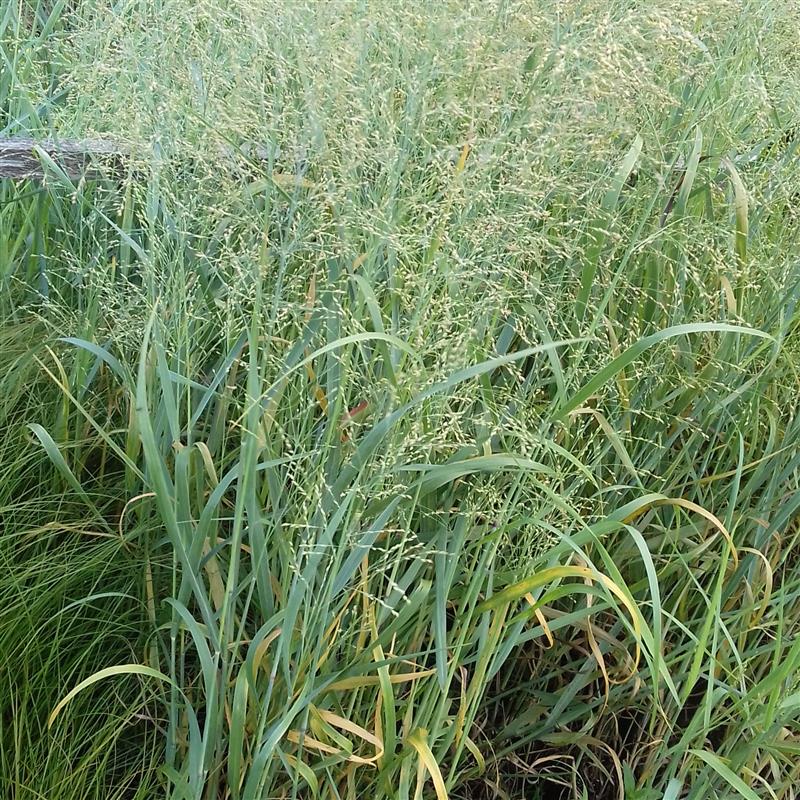 Panicum virgatum Heavy Metal