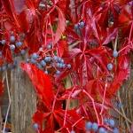 Parthenocissus quinquefolia var. Engelmanni
