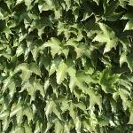 Parthenocissus tricuspidata Veitchii