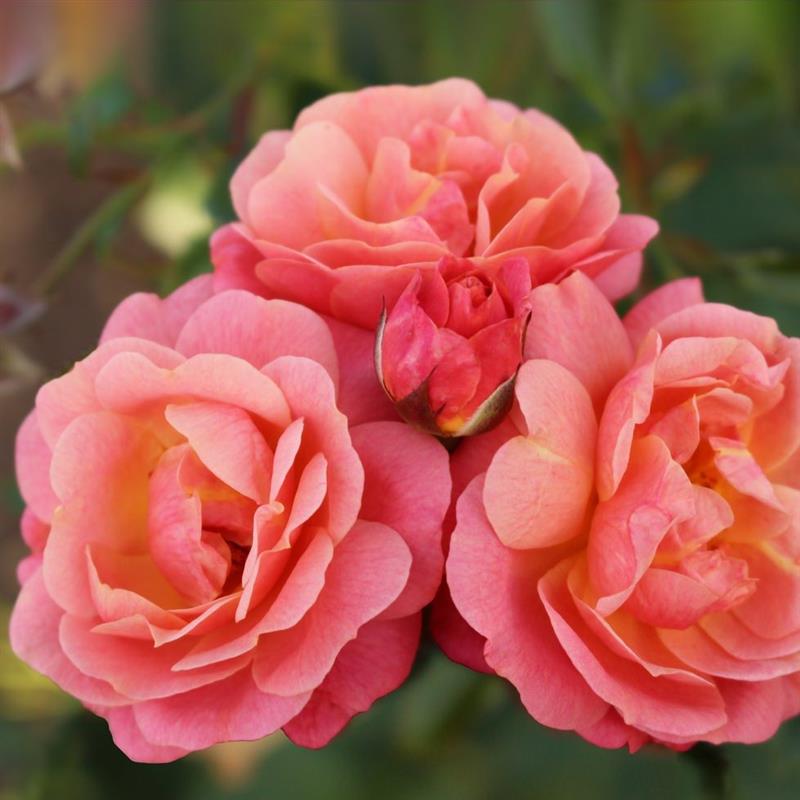 Rosa hybr. (S)  Peach Melba