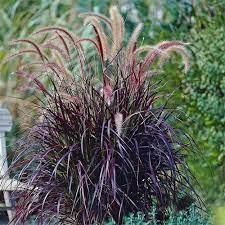 Pennisetum alopecuroides Chelsea