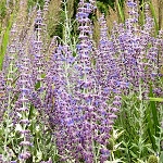 Perovskia atriplicifolia Little Spire