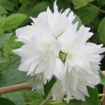 Philadelphus x hybr. Minnesota Snowflake