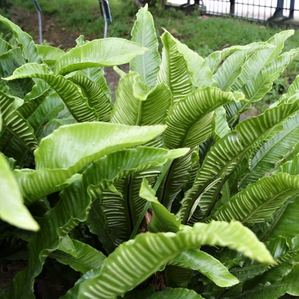 Phyllitis scolopendrium