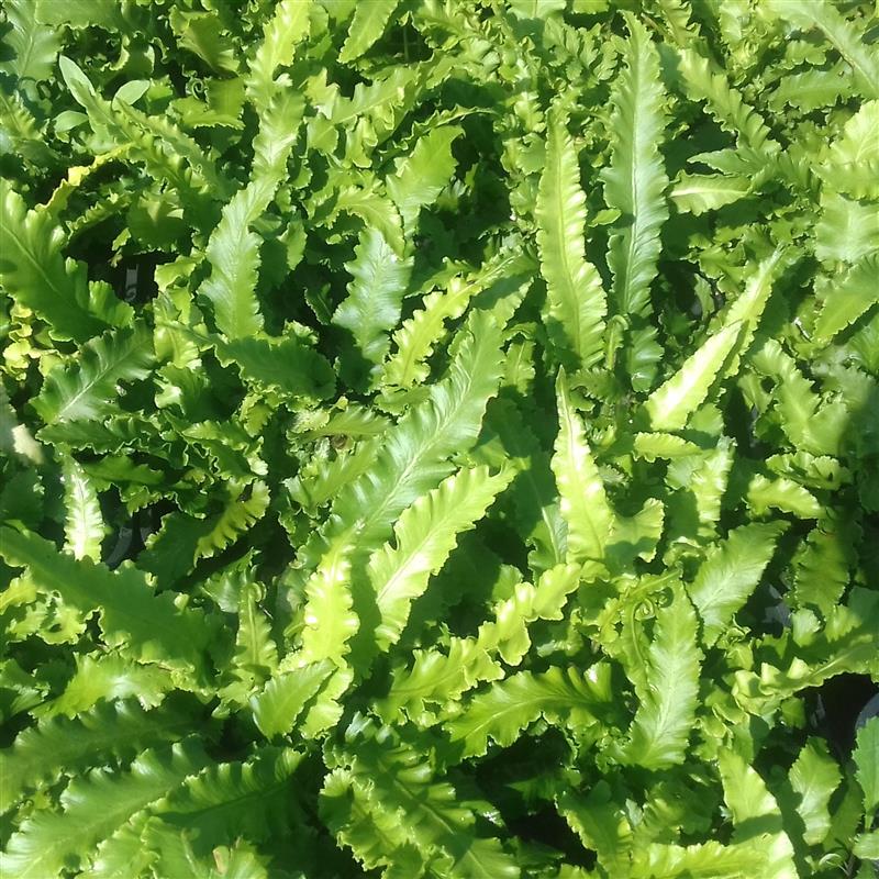 Phyllitis scolopendrium Angustifolia