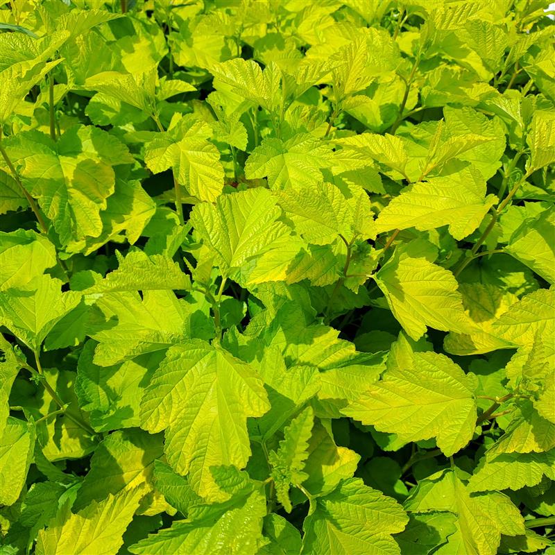 Physocarpus opulifolius Gold Nugget