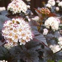 Physocarpus opulifolius Red Baron