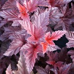 Physocarpus opulifolius Schuch