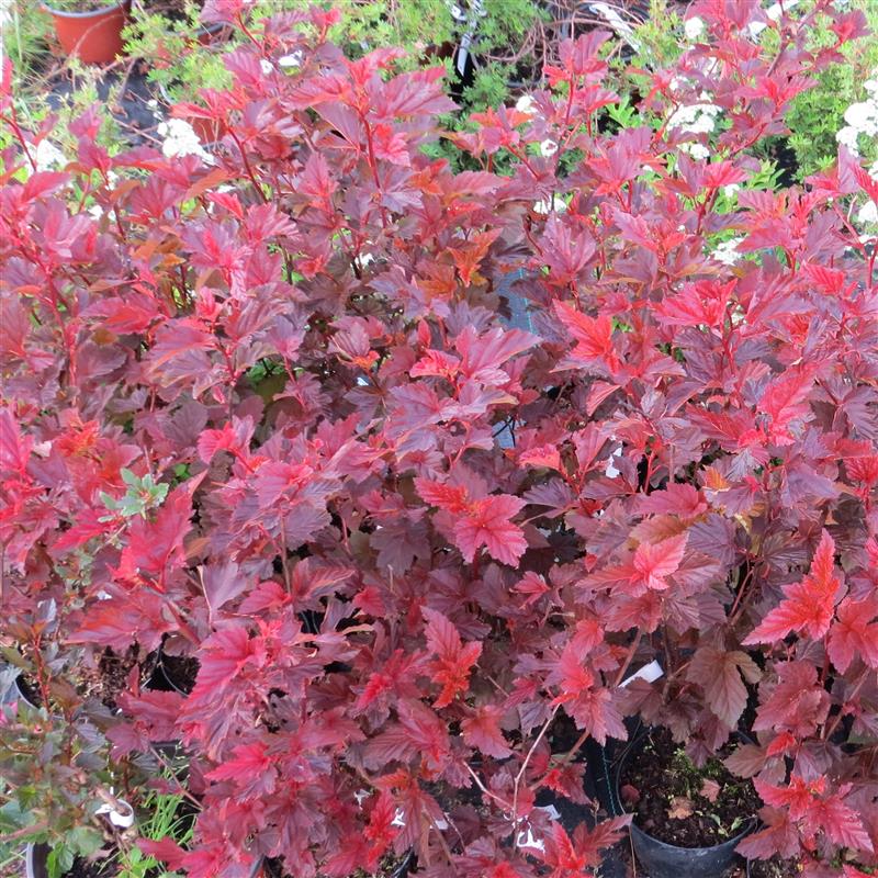 Physocarpus opulifolius Andre