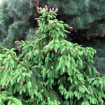 Picea abies Acrocona