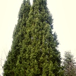 Picea abies Cupressina