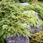 Picea abies Formánek