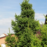 Picea abies Will´s Zwerg