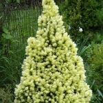 Picea glauca J.W. Daisy´s White