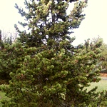 Pinus contorta var. murrayana