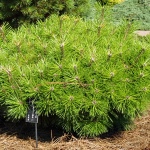 Pinus densiflora Jane Kluis