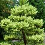 Pinus densiflora Oculus Draconis