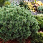 Pinus mugo Boží Dar 4 WB