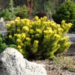 Pinus mugo Carsten´s Wintergold