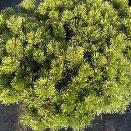 Pinus mugo Little Goldstar (syn.Laarheide)