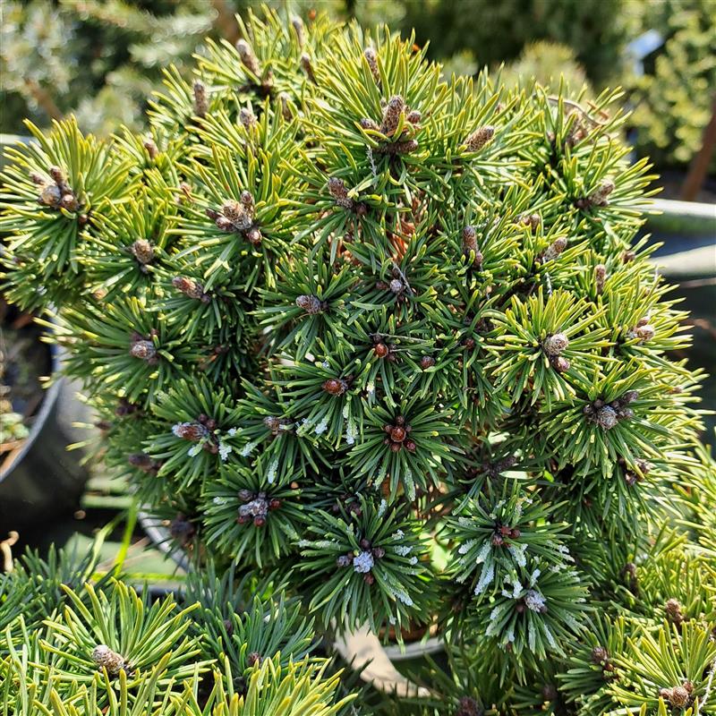 Pinus mugo Mops Bášť