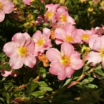 Potentilla fruticosa Pink Beauty