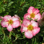 Potentilla fruticosa Rokytka
