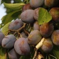 Prunus domestica Těchobuzická