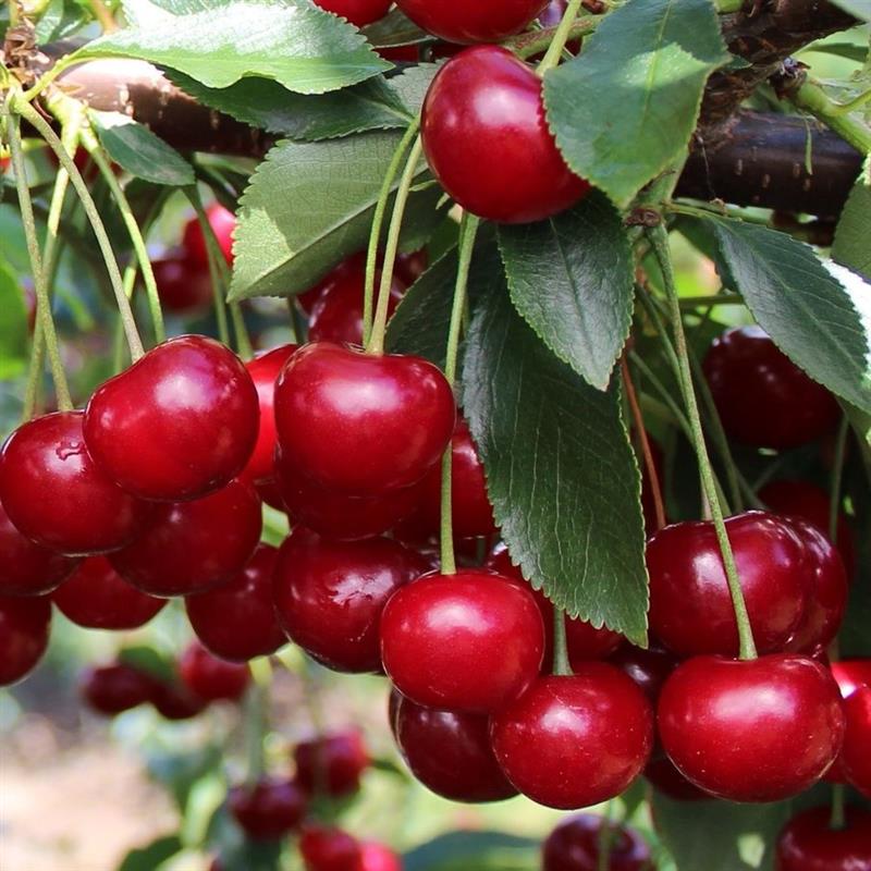 Prunus cerasus Újfehértoi Fürtös