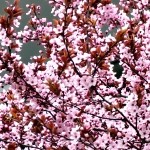 Prunus cerasifera Nigra