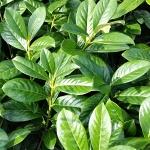 Prunus laurocerasus Novita