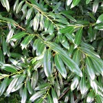 Prunus laurocerasus Zabeliana