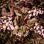 Prunus padus Colorata